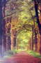 BOSQUE 2400 0228 POSTERS 61x91 cm